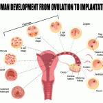 Human development from ovulation to implantation