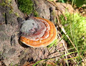Wild Reishi mushroom